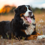 Naturalne gryzaki dla psów