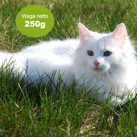 Karma dla kotów. BEEF&VEG