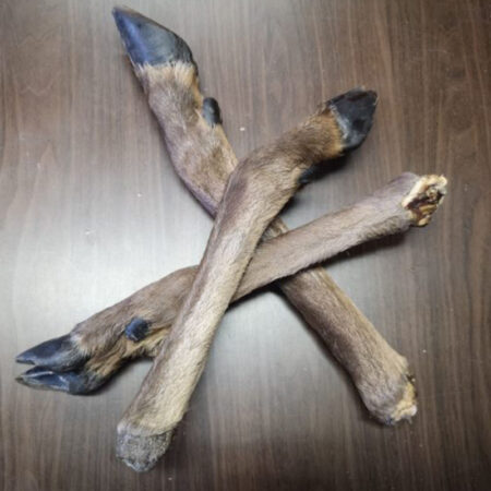 Noga jelenia z włosem