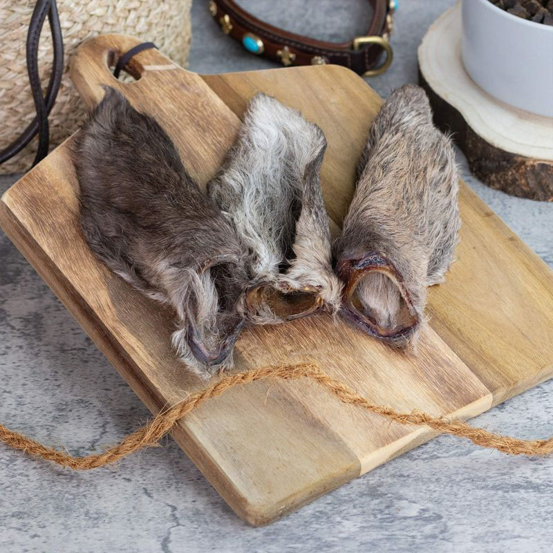 Ucho jelenia z włosem